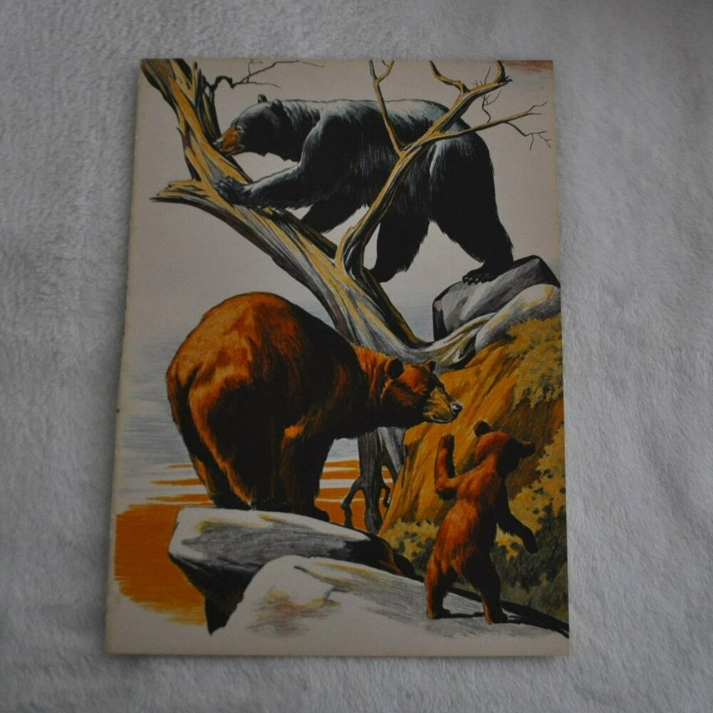 Black Bear and Grizzly 1950s wildlife book illustration bookplate Lee Ames print